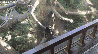 Monkey-Chases-Boy.gif