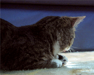 ani_samuel-jackson-cat.gif