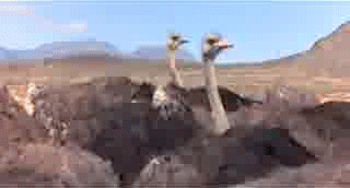 7KAx.gif