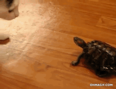how-is-this-thing-moving-so-fast