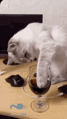 cat-cats.gif