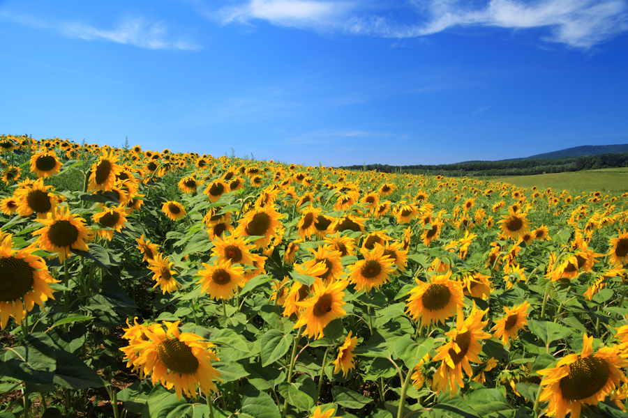 sunflowers.png