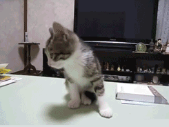 PBJl2XO.gif