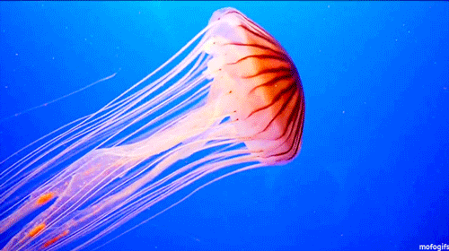 255105_5_.gif