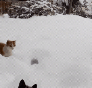 cat-in-the-snow-gif