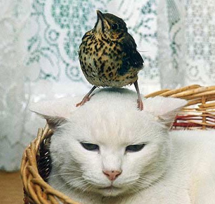 bird+on+cat.jpg