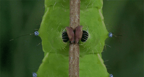 giphy.gif