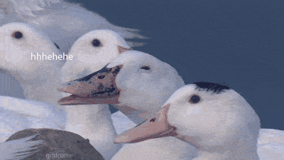 cHajQUa.gif