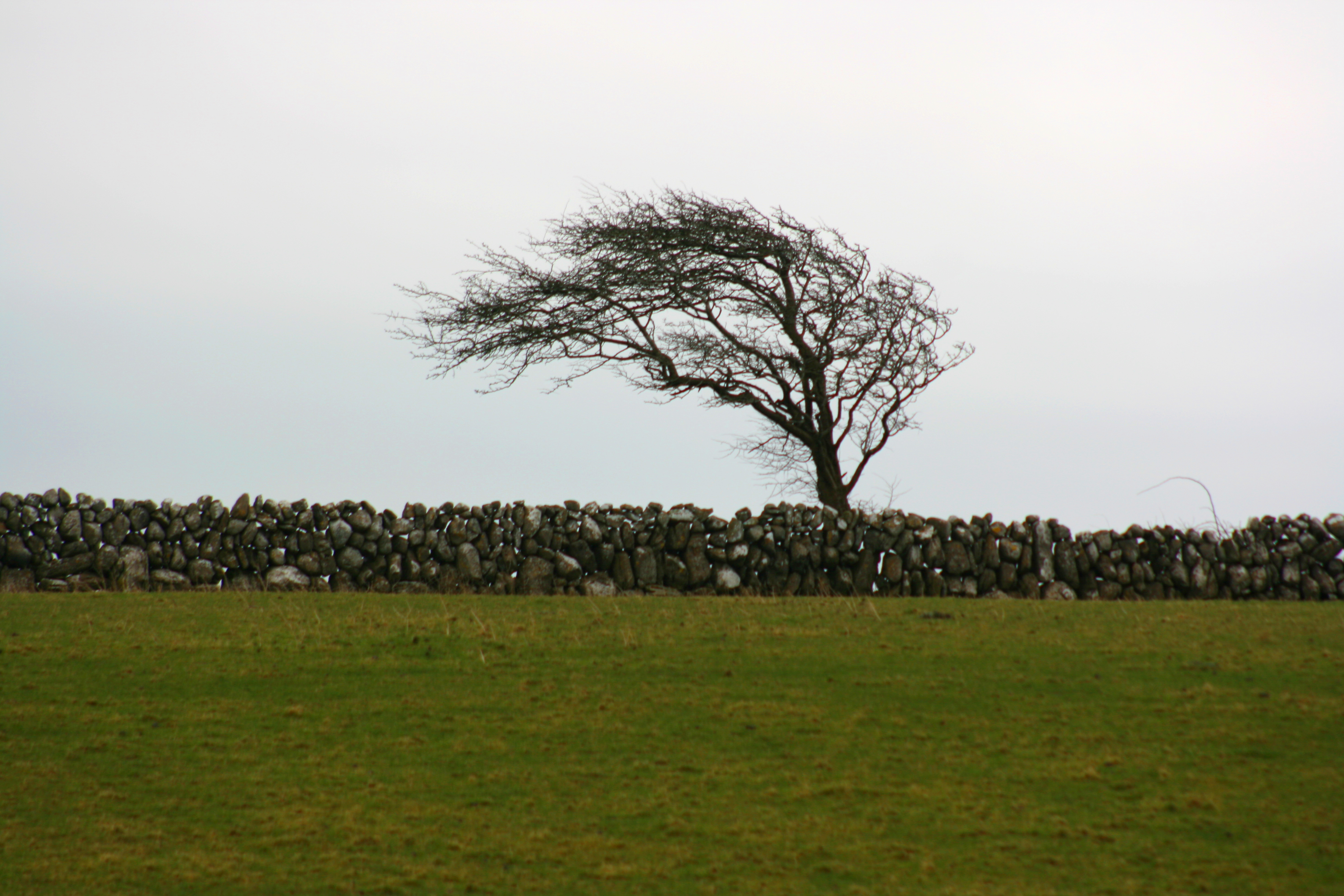Windswept_tree_in_Ireland.jpg
