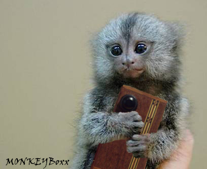 monkeybox4edited1.jpg
