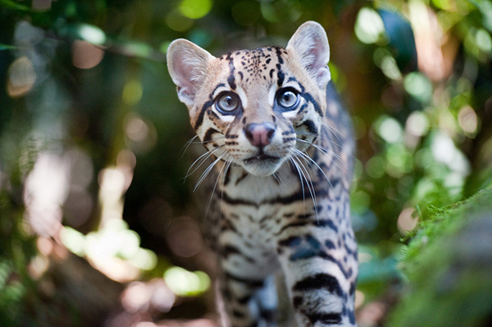 ocelot-13.jpg