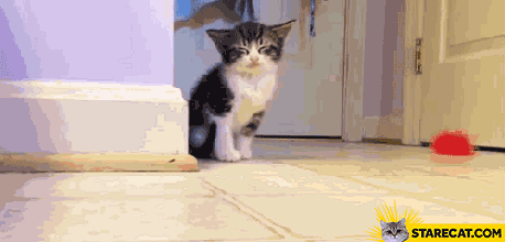 sleepy-cat-animation.gif