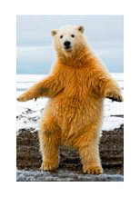 SOE-Animated-Bear.gif