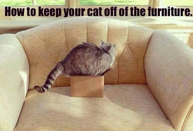 keep-cats-off-furniture.jpg