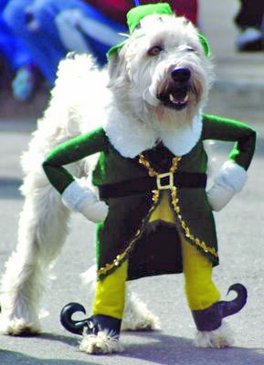 st-patricks-day-dog2.jpg