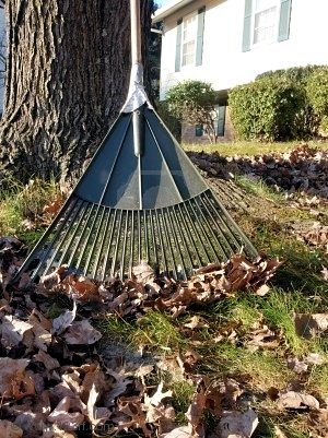 _0_0000_MORGUE_Autumn_YardWork.jpg