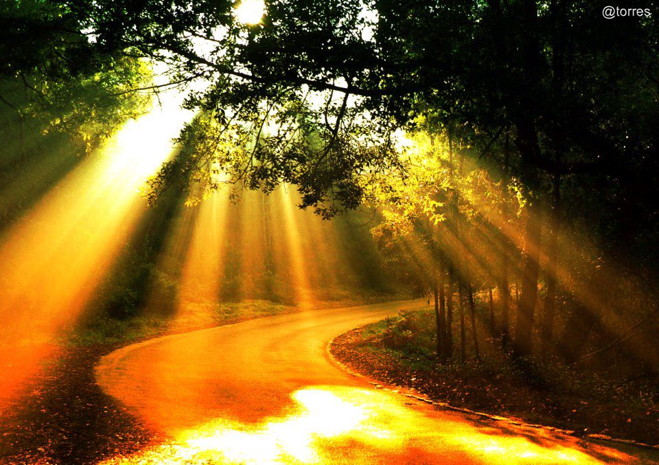 path-trees-sunrays.jpg