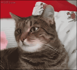 cat-4gifscom