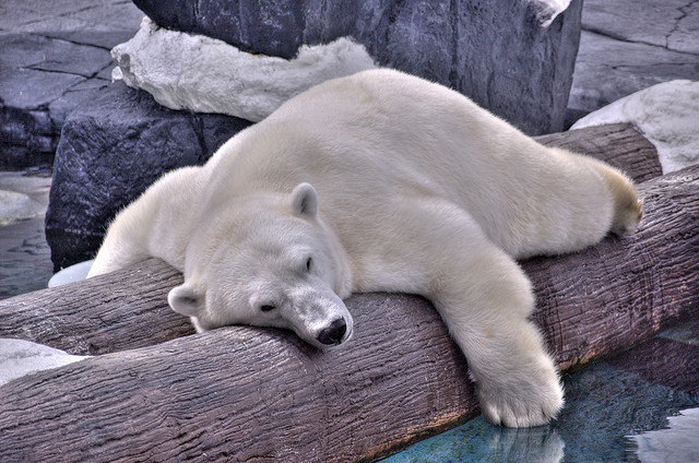 sleeping-bear.jpg