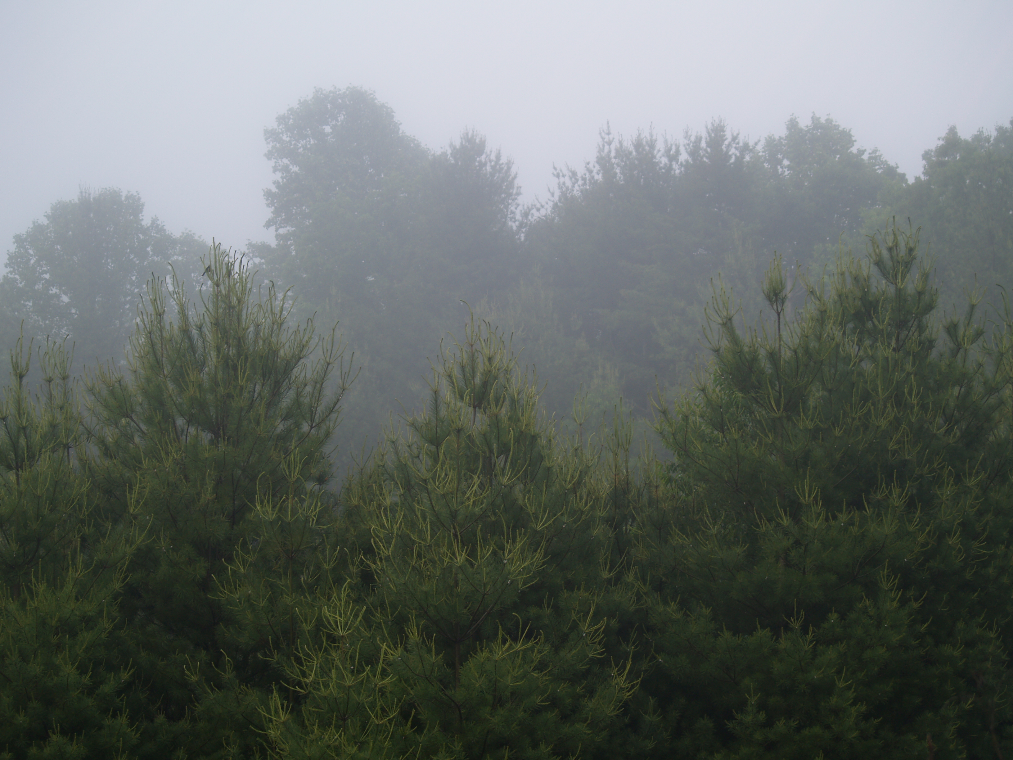 c2240659.jpg