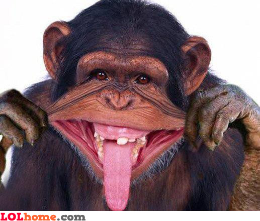 monkey-business.jpg