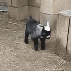 ontNZCL.gif