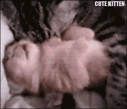 cute-cat.gif