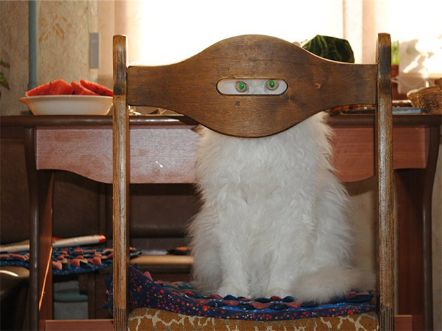 chair-cat-ninja.jpg