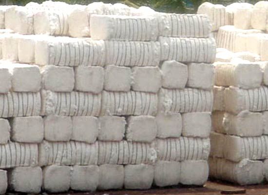 cotton-bales-805782.jpg