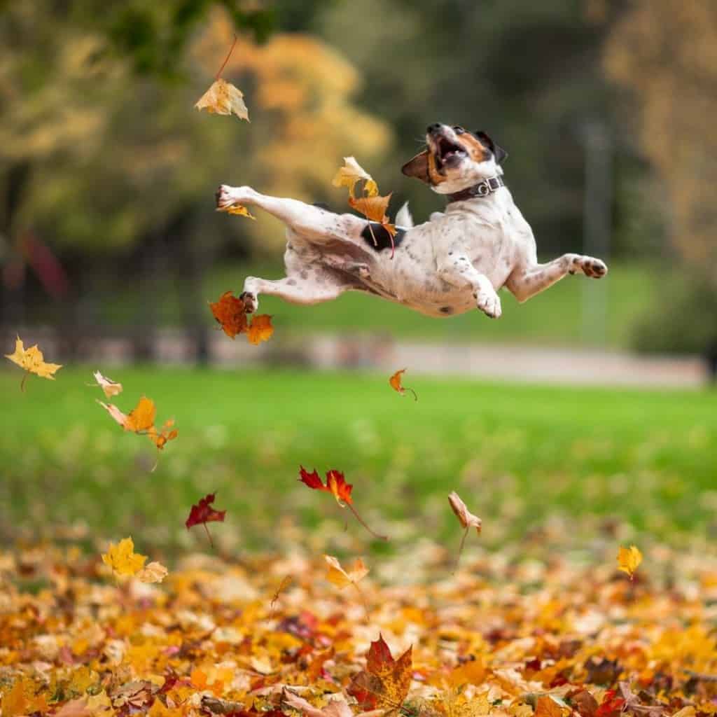 20-hilarious-photos-of-animals-being-ninjas-2.jpg