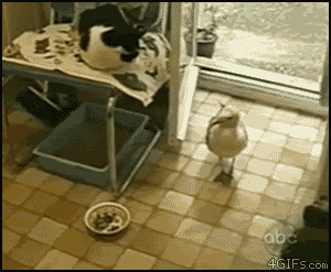 210f2970a73d765f57308b730368b06d.gif