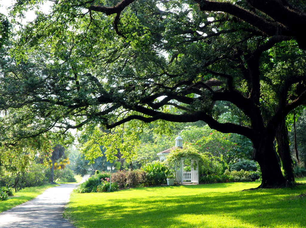 212-Tree-Majestic.jpg