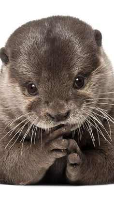 94b149e6295d3cb3fffc61aa88939159--river-otter-sea-otter.jpg