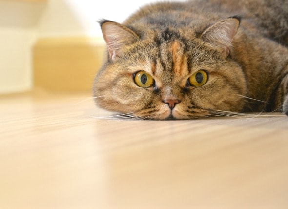 home-remedies-cats.jpg