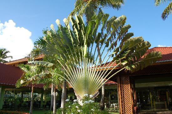 palm-tree-fan.jpg