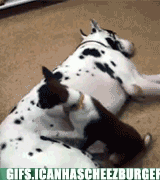 animal-gifs-i-cant-seem-to-sit-on-you