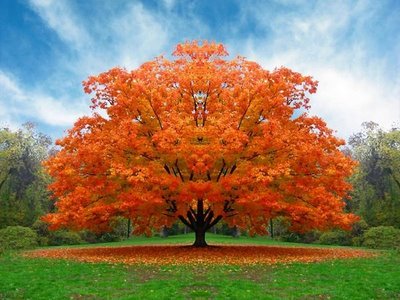 034a75_imagenes-arboles-de-oto%C3%B1o2.jpg