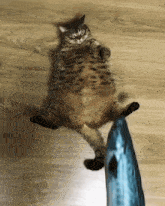 fat-cat-fish-drop.gif