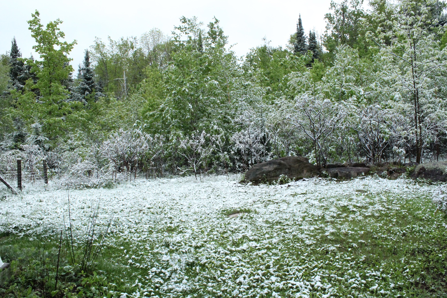 snowmay.jpg