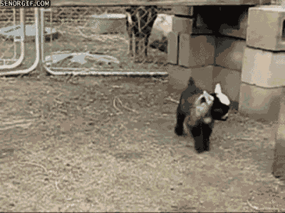 jSOmhzn.gif