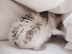 5YlbY12.gif