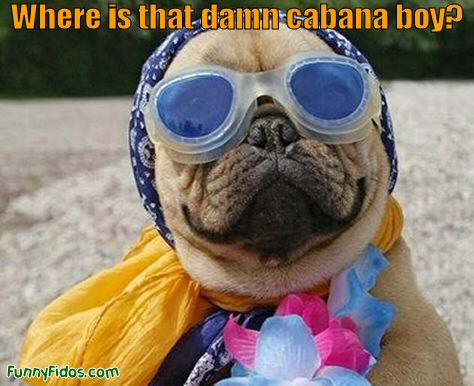 funny-dog-picture-cabana-boy.jpg