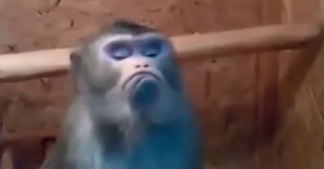 tenor.png