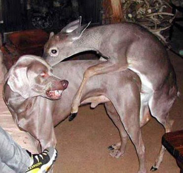 deer_humps_dog.jpg