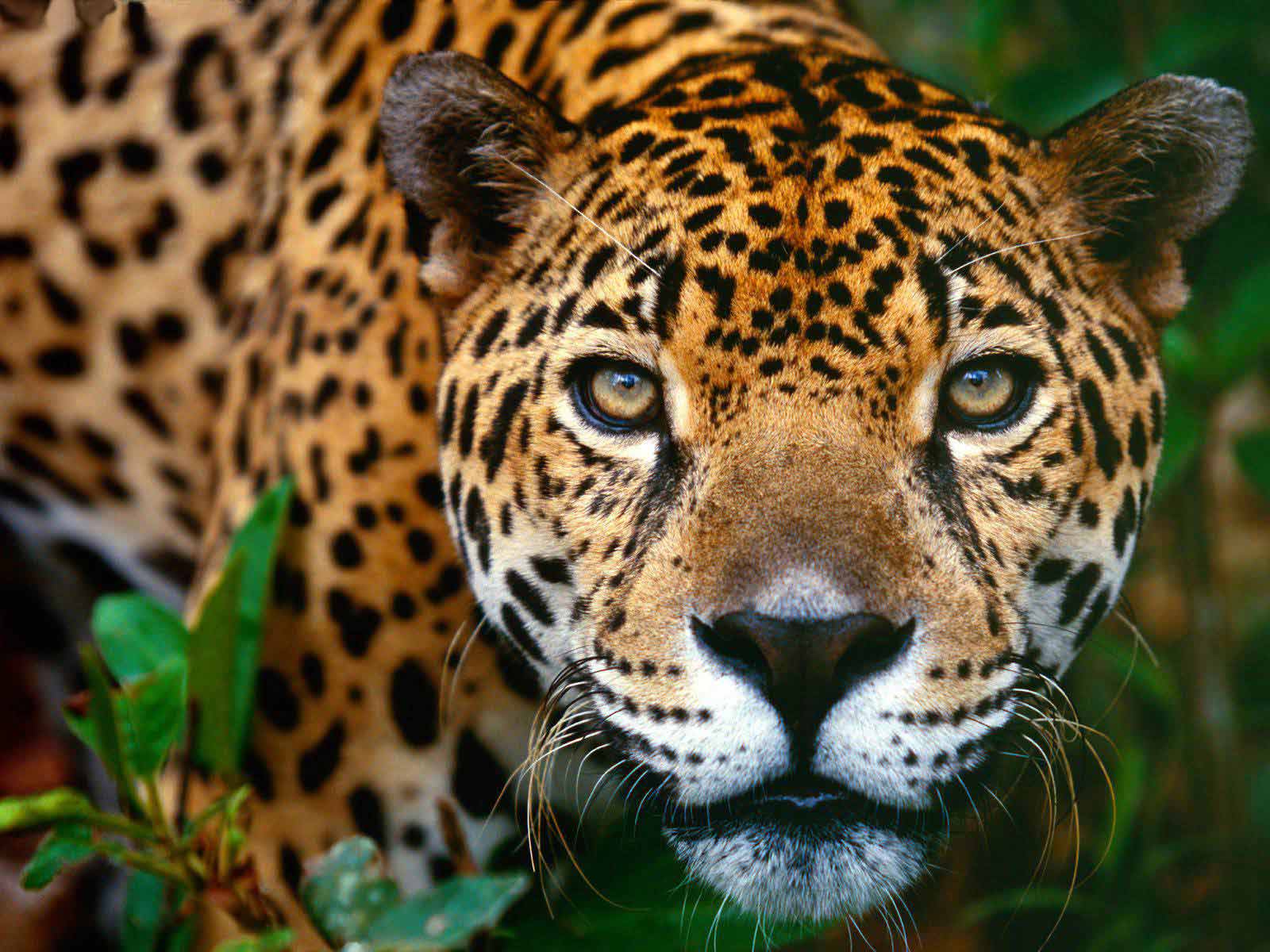Jaguar.jpg