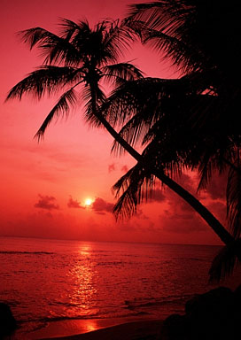 Red_Sunset_Palm_Tree_Beach.JPG