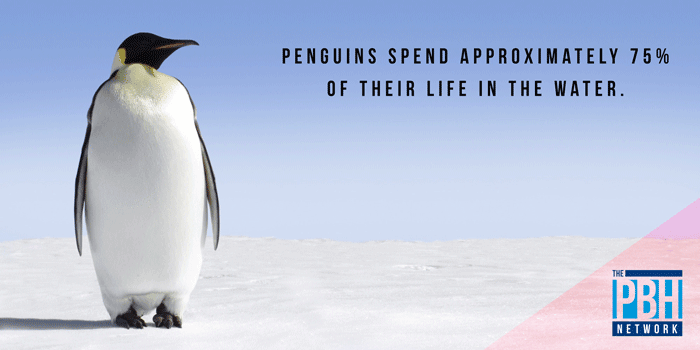 penguins.png