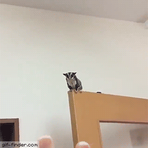 b4580a776e92dae035a90d5acc489b1f.gif