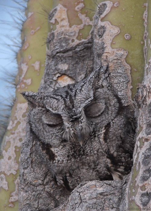 a-western-screech-owl