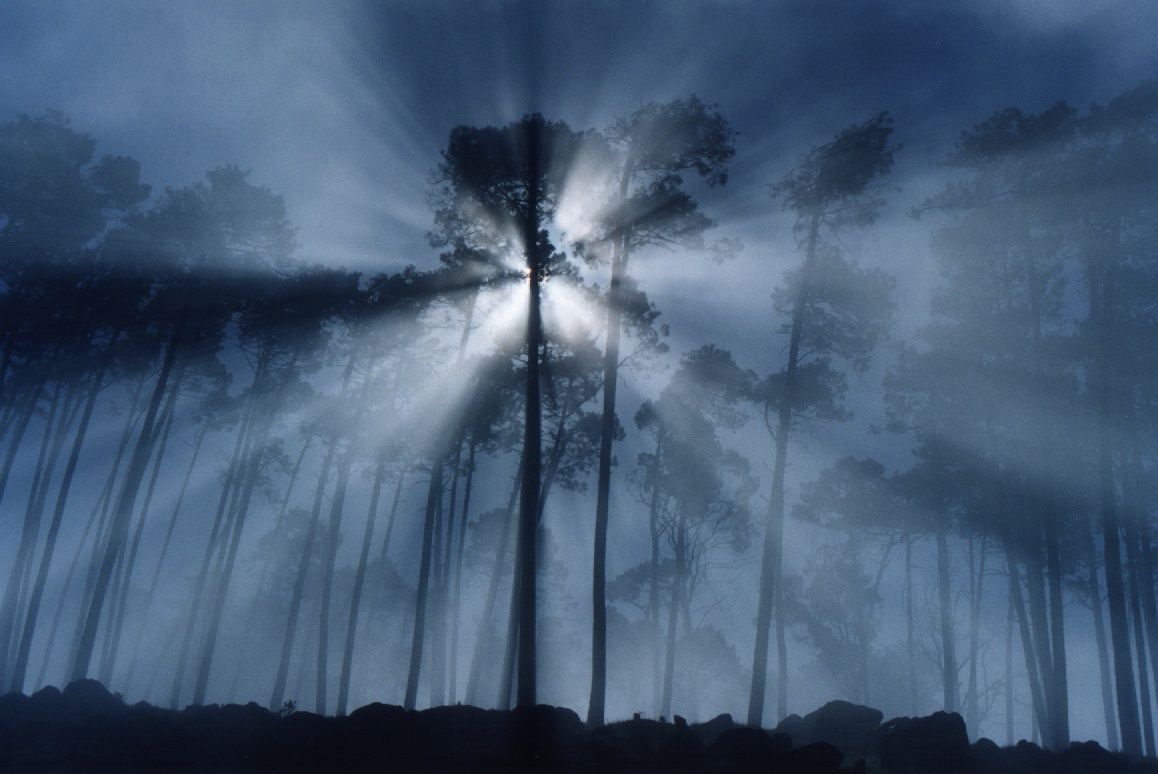 13_rays_fog_trees_rm.jpg